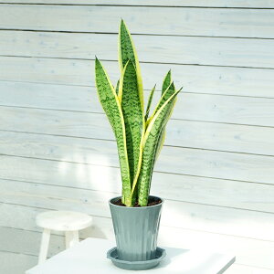 ϗtA@TZxA@5@1@OX|bgMt͂߂Ă̊ϗtA@S҂ɂߊϗtA@CeAA@R̋C@̂܂܏ϗtA@