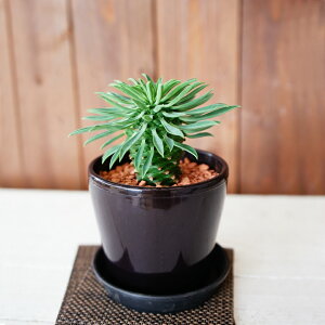 pCibvR[@1@A@[tHrA@hSiف@\ecL@|@K[fjO