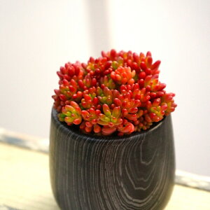 Z_@̋ʁ@2.5Z`||bg@A@|@K[fjO@ϗtA@񂹐A