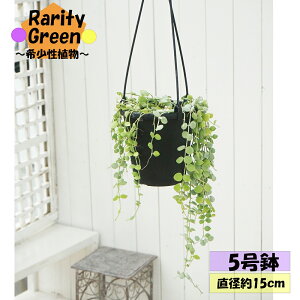 ϗtA@fBXLfBA kA@5ݔ@15cm|bg@1@Dischidia nummularia@nMO@|@K[fjO@CeA