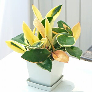ϗtA@A@z@Jm[T@3.5@vXNGA@@@Iׂ锫F@1@󂯎Mt@Hoya carnosa wax flower@TN@@|@K[fjO