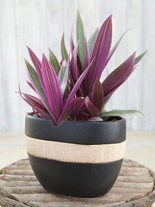 観葉植物 ムラサキオモト オーロラ 苗 3.5号 紫万年青 常緑性多年草 Tradescantia spathacea Rhoeo spathacea Moses-in-the-boat Oyster plant 園芸 ガーデニング インテリアグリーン 斑入り