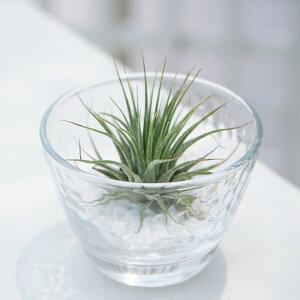 ϗtA@GAvcL\[OXZbg@1Zbg@Tillandsia ionantha sake cup ochoko@u@@̂݁@KX@GAvc@`WA@|@CeA