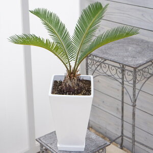 ϗtA \ec 6 1 Mt Easy care Green C[W[PA CeAA R̋C ̂܂܏ ͂Ȃ݂ǂ