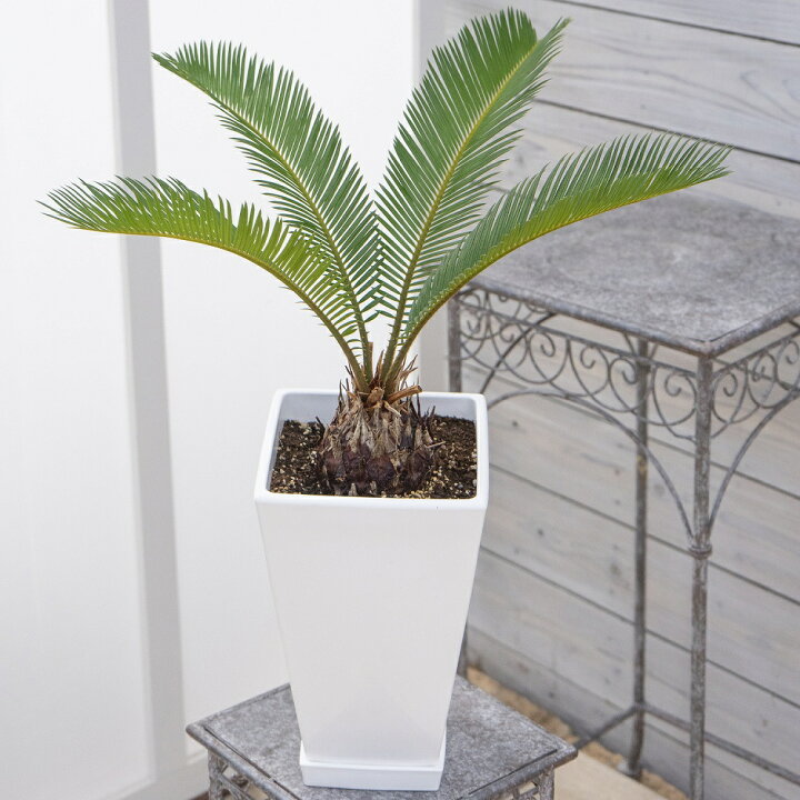 楽天市場】観葉植物 ソテツ 6号 1鉢 鉢皿付き Easy care Green 