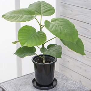 ϗtA tBJX Ex[^ 4 1 Mt Easy care Green C[W[PA CeAA R̋C ̂܂܏ ͂Ȃ݂ǂ