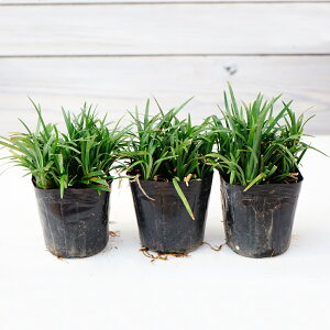 ^}E@ʗ@c@3@9cm||bg@Iׂ銔@OhJo[@Ԓd@@|@K[fjO