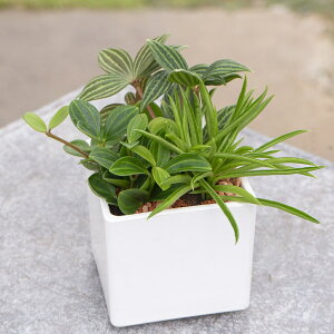 ϗtA@yȂyy~A3~bNX@zCg@1@Peperomia@͂Ȃ݂ǂ