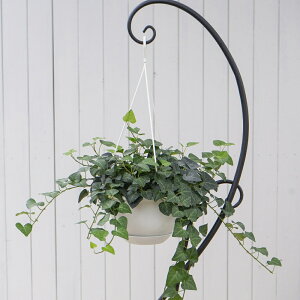 ϗtA@wf ACr[@΁@6@ݔ@1 hedera@ivy@͂Ȃ݂ǂ