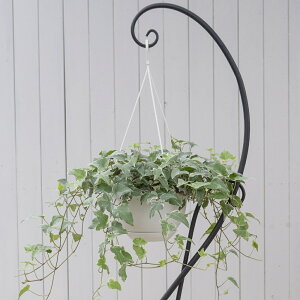 ϗtA@wf ACr[@ 6@ݔ@1 hederaivy@͂Ȃ݂ǂ