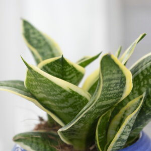 �ϗt�A���@�T���Z�x���A�@�X�p�[�o�n�j�[�@3���@1���@Sansevieria �eSuperba Honey�f�@�͂Ȃ݂ǂ�