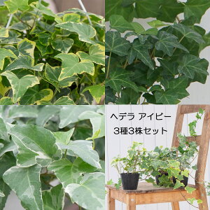 ϗtA@wf@ACr[@EE΁@33Zbg@9cm||bgc@hedera@ivy@lCi@񂹐A@ǖʗΉ@OhJo[@|@K[fjO@͂Ȃ݂ǂ