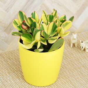 �͂Ȃ݂ǂ�@���̂Ȃ�؁@�V���V���@11cm�@���F�v�����@1���@�ϗt�A��