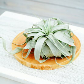 エアプランツ　キセログラフィカ　Sサイズ　1個　本物　観葉植物　チランジア　かっこいい植物　管理が簡単　土がいらない植物　インテリア植物おすすめ　インテリアグリーン