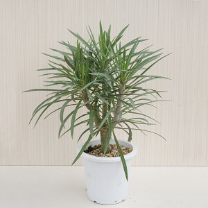 �����A���@�Z�l�V�I�@�N���C�j�A�@�����L�[�c���[�@4���@1���@���Y���@�{���@Senecio kleinia�@�V���@�󏭁@���A�ϗt�@�ϗt�A���@�͂Ȃ݂ǂ�