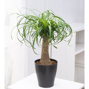 �ϗt�A���@�g�b�N�������@�|�j�[�e�[���@6���@1���@���Y���@�{���@�m���i�@�������@Beaucarnea recurvata�@ponytail palm�@�͂Ȃ݂ǂ�