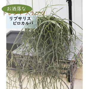 �ϗt�A���@���v�T���X�@�s���J���p�@5���@�ݔ��@1���@Rhipsalis pilocarpa�@�t���X�g�V���K�[�@�n���M���O�@�u���ď����@�u���^�@2way�@�����A���@�T�{�e���@�������ϗt�A���@�󏭁@�������