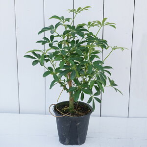 観葉植物 シェフレラ コンパクタ」の人気商品一覧・価格比較 - 価格.com