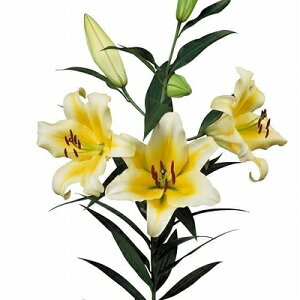 2025N@@@IG^n@JTuJ@F@1@2@؁@勅@@CG[@I_A@S҂߁@