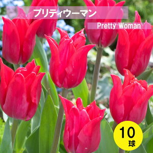 `[bv@炫@veBE[}@10@A@`[bv@@܂@S҂ɂ߁@͔|ȒP@I_AVN`[bv@lCi