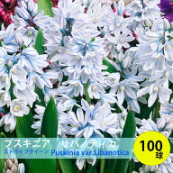 プスキニア　リバノティカ　球根　100球　さわやかなストライプ小花　ストライプクイーン　白花　秋植え…