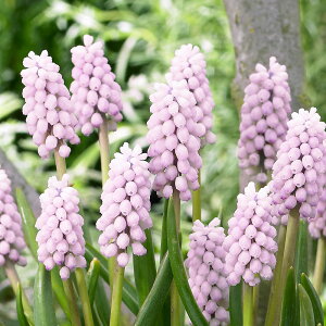 XJ@sNTCY@@5@10@XJ@߃XJ@sNXJHA@킢@ԁ@@S҂ɂ߁@͔|ȒP@AςȂ@