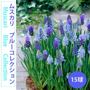 XJ@@u[RNV15@߃XJ@FȂ@u[̏ԁ@HA@ԁ@킢ԁ@@S҂ɂ߁@͔|ȒP@I_A@A