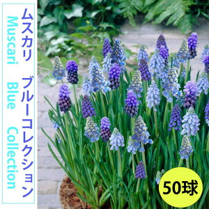 XJ@@u[RNV50@ǂ肨߃XJ@FȂ@u[̏ԁ@HA@ԁ@킢ԁ@S҂ɂ߁@͔|ȒP@I_A