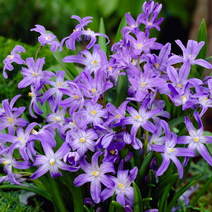 `ImhNT@VG@@ԁ@ߏԁ@n̏ԁ@HA@킢ԁ@S҂ɂ߁@͔|ȒP@I_A@AςȂ@S@L