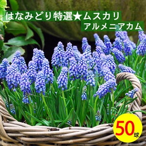 XJ@AjAJ@@50@XJ@XJ@AςȂHA@񂹐Aɍ@킢ԁ@@S҂łSS҂ɂ߁@