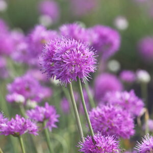 AE@[W[r[eB[@@10@Y@AςȂŖN炭@||炫AE@HA@p[v@sN@Allium@|@K[fjO