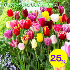 チューリップ球根　咲き方いろいろ　彩りチューリップ　25球　チューリップ　球根　おまかせ　初心者におすすめ　栽培簡単　オランダ直輸入　新鮮チューリップ　秋植え球根　園芸