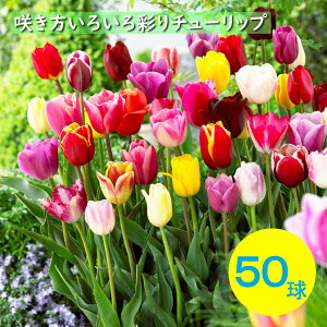 `[bv@炫낢@ʂ`[bv@50@`[bv@@܂@S҂ɂ߁@͔|ȒP@I_A@VN`[bv@HA@|