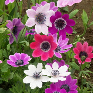 Y@All@tQX@~bNX@nAll@All@Y@HA@ԁ@@|