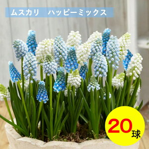 XJ@nbs[~bNX@@20@i킨܂@ԐF@XJ~bNX@u[}WbN@o[tBjX@HA@|@K[fjO