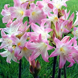 ベラドンナリリー　ピンクシェード　大玉　球根　Amaryllis belladonna 'Pink Shade'　夏植え球根　アマリリスベラドンナ　ホンアマリリス