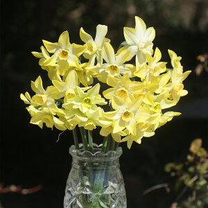XCZ@葁炫@nj[@@3@5@Narcissus@CG[@F@勅@HA@AςȂ@|@K[fjO