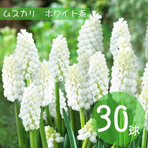 XJ@zCgn@30@@HA@ԁ@XJ@XJ@񂹐Aɍ@킢ԁ@@S҂łS@XJ߁@͔|ȒP@I