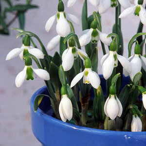 Xm[hbv@@10@KTX@Galanthus@Ґᑐ@}cL\E@ԁ@|@K[fjO@HA@AςȂ