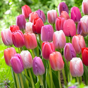 `[bv@sND~bNX@312@A@`[bv@@܂@S҂ɂ߁@͔|ȒP@I_A@VN`[bv