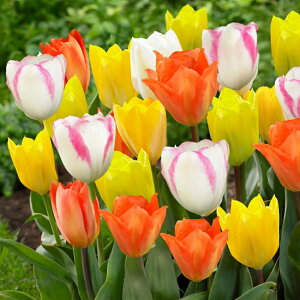 `[bv@LfB~bNX@312@F@`[bv@@HA@S҂ɂ߁@͔|ȒP@I_A@VN`[bv@|@