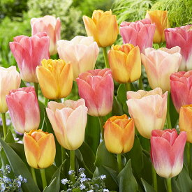 チューリップ球根　ふんわりパステルチューリップ　ミックス　3種12球　色分けあり　今が植え時☆　チューリップ　球根　おまかせ　初心者におすすめ　栽培簡単　オランダ直輸入　新鮮チューリップ