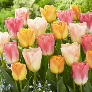 `[bv@ӂpXe`[bv@~bNX@312@F@A@`[bv@@܂@S҂ɂ߁@͔|ȒP@I_A@VN