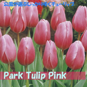 Iԃ`[bv@@5@10@20@`[bv@炭@{̃`[bv@sN@Jbv炫@ԁ@HA@Ԓd@񂹐A@|@K[fjO