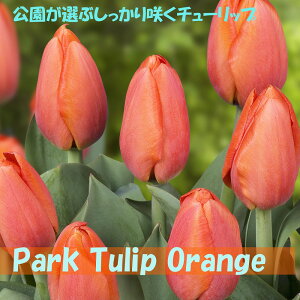 Iԃ`[bv@@5@10@20@`[bv@炭@{̃`[bv@IW@Jbv炫@ԁ@HA@Ԓd@񂹐A@|@K[fjO