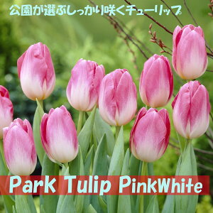 Iԃ`[bv@@5@10@20@`[bv@炭@{̃`[bv@sN@zCg@Jbv炫@ԁ@HA@Ԓd@񂹐A@|@K