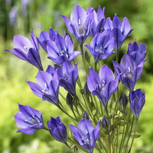 geCA@t@rI@u[fBA@@15@30@Triteleia Fabiola@geCA@@p[v@HA@AςȂ@@ԁ@|@K[fjO@Ԓd@񂹐A