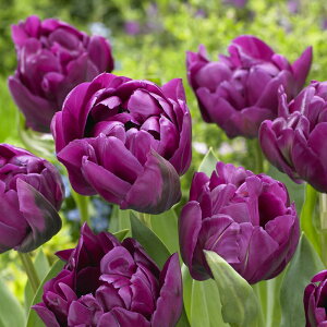 `[bv@o炫`[bv@u[_CAh@@Tulip Blue Diamond@؁@d炫@p[v@F@HA@`[bv@@I_A@VN`[