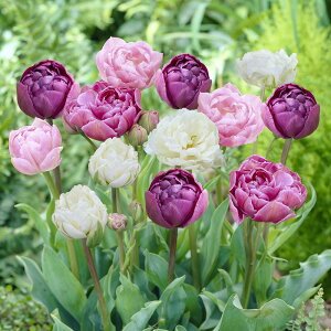 `[bv@ؔd炫~bNX@@`[bv@HA@Tulip@A@܂@S҂ɂ߁@͔|ȒP@I_A@VN`[bv@lCi