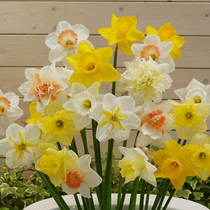 �X�C�Z�������@���܂����F�X�{�����[��MIX�@15���@�i�F�����Ȃ��j�@Narsissus�@�H�A�������@���|�@�K�[�f�j���O�@�F���@�񂹐A���@�����Z�b�g�@�i�킨�܂����@�ԐF�~�b�N�X